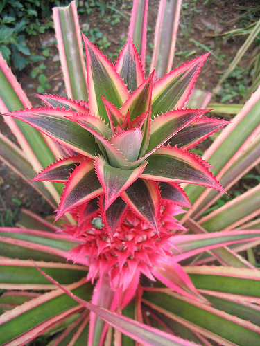 آناناس زینتی